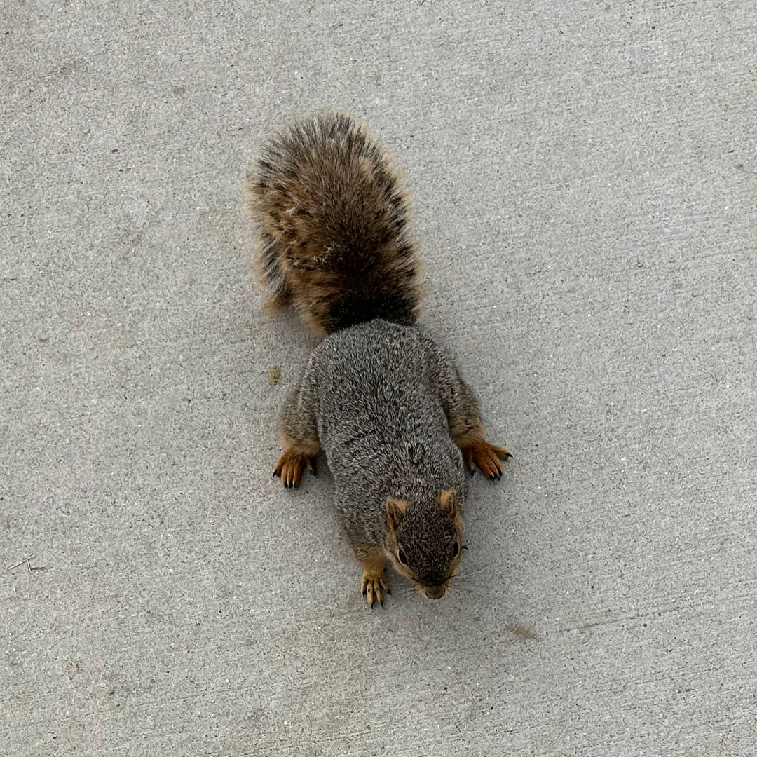 squirrel on ground